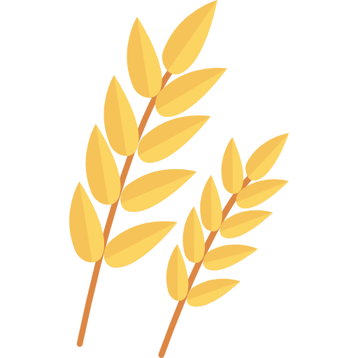 Buğday
